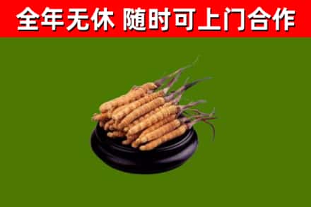 江都区烟酒回收冬虫夏草.jpg