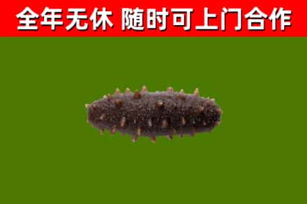 江都区烟酒回收干海参.jpg